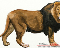 Рисование в несколько этапов льва