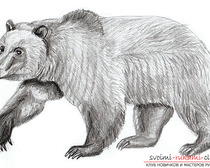 Поэтапный рисунок медведя в реалистичном стиле