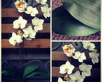 Орхидея Фаленопсис из фоамирана