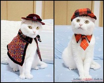 Одежда для кошек и котов.