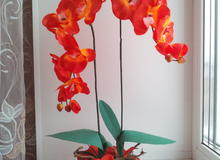 Орхидея		