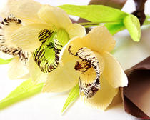 Цветы из бумаги: орхидеи своими руками