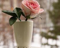 "Живые" розы из фоамирана