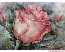 Поэтапное рисование акварелью розы