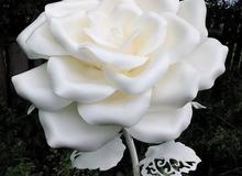 Белая роза		