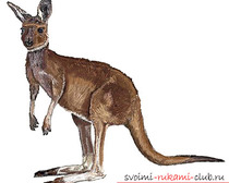 Поэтапное рисование кенгуру карандашом