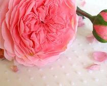 Красивая английская роза для украшения из полимерной глины