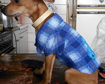 Выкройка оригинальной рубашки для Вашей собаки