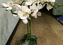 Композиция из орхидей белого цвета		