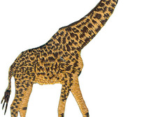 Поэтапное рисование жирафа карандашом