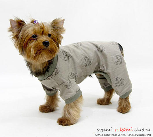 Тёплая одежда для маленьких собак с выкройками для начинающих. Фото №7