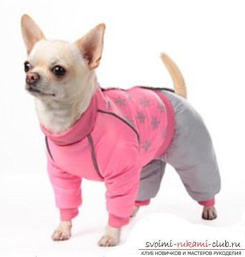 Тёплая одежда для маленьких собак с выкройками для начинающих. Фото №2