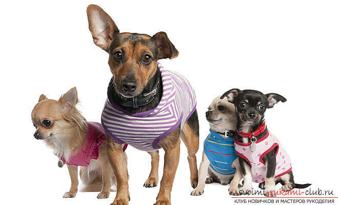 Тёплая одежда для маленьких собак с выкройками для начинающих. Фото №5