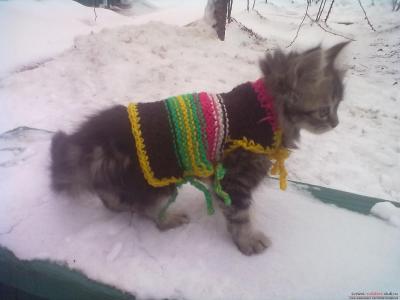 Вязаная одежда для котенка
