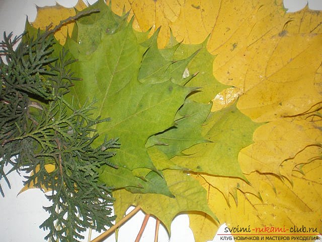 Осенний букет из кленовых листьев. Фото №1