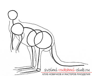 Поэтапное рисование кенгуру карандашом. Фото №3