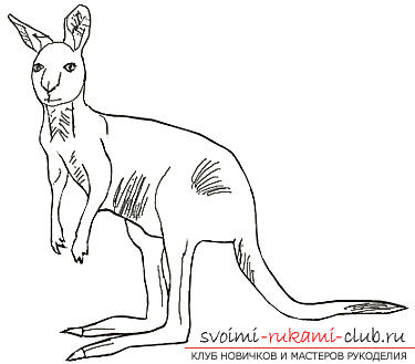 Поэтапное рисование кенгуру карандашом. Фото №5