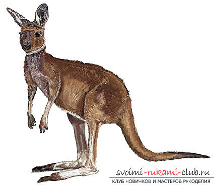 Поэтапное рисование кенгуру карандашом. Фото №1